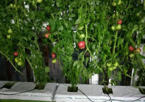 無土栽培番茄.jpg 無土栽培番茄.jpg