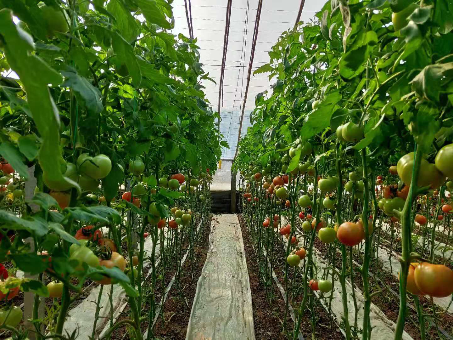 沙培西紅柿.jpg 沙培西紅柿.jpg