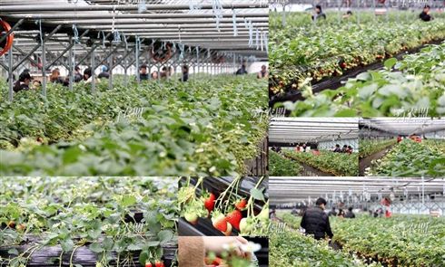 高架草莓采摘觀光.jpg 高架草莓采摘觀光.jpg