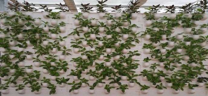 墻體基質(zhì)栽培.jpg 墻體基質(zhì)栽培.jpg