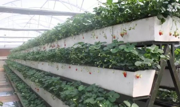 草莓A字架基質(zhì)栽培.jpg 草莓A字架基質(zhì)栽培.jpg