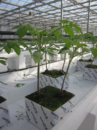 巖棉栽培.jpg 巖棉栽培.jpg