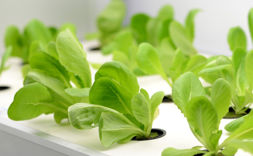 近年來(lái)無(wú)土栽培越來(lái)越火的原因是什么？