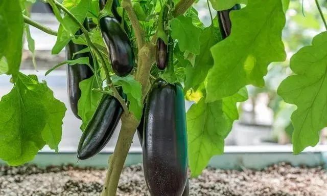 無(wú)土栽培 .jpg