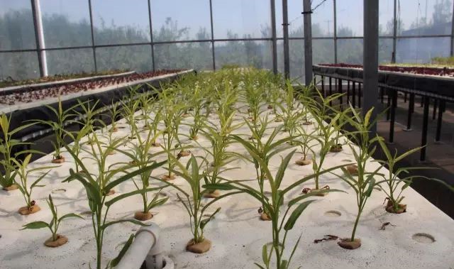 無土栽培淺液流栽培.jpg 無土栽培淺液流栽培.jpg