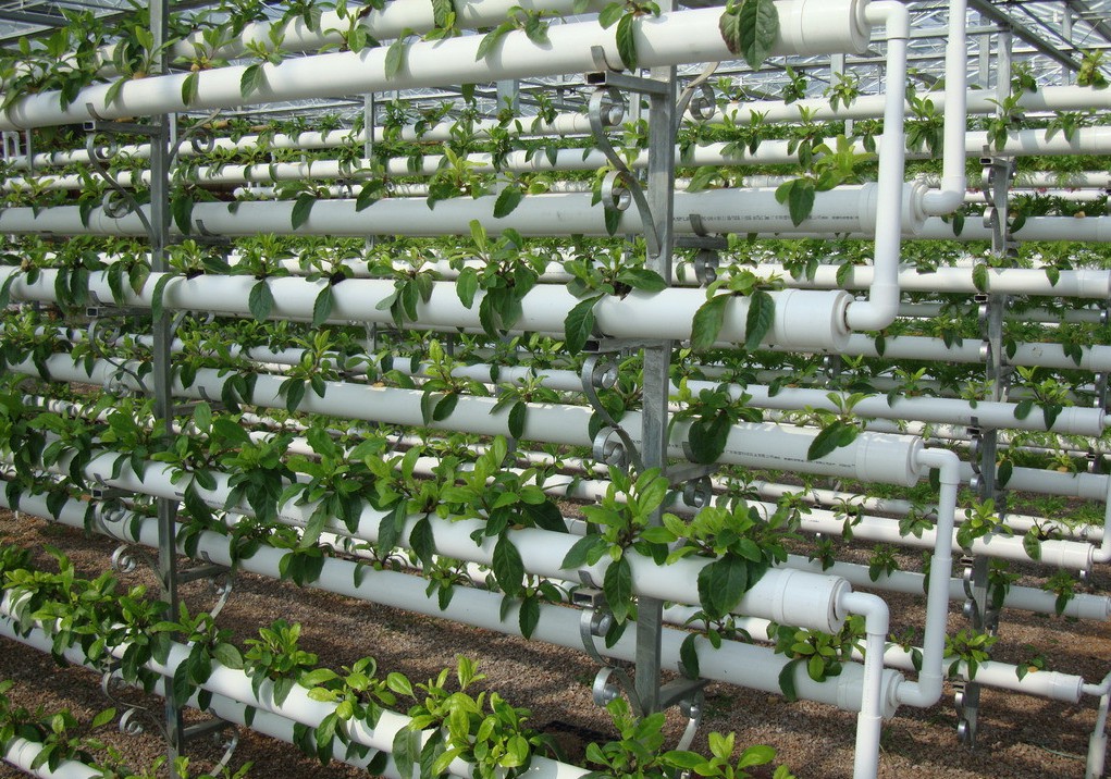 無土栽培管道栽培.jpg