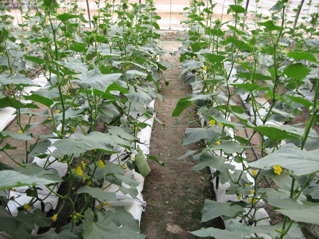 無土栽培地上式栽培模式.jpg 無土栽培地上式栽培模式.jpg