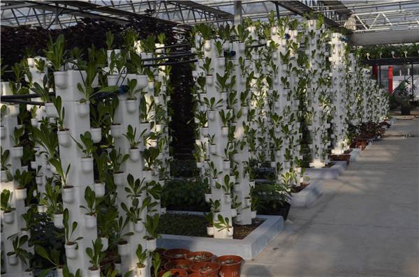 無土栽培立柱式栽培.jpg 無土栽培立柱式栽培.jpg
