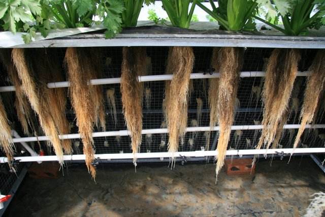 無土栽培氣霧栽培.jpg 無土栽培氣霧栽培.jpg