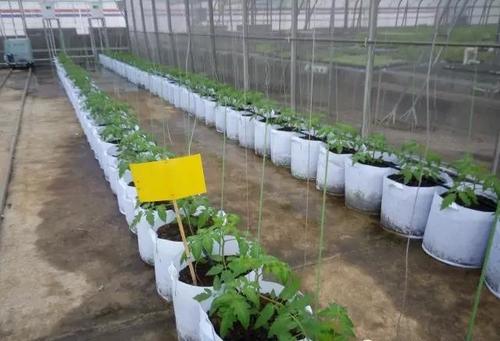 無土栽培袋式栽培.jpg 無土栽培袋式栽培.jpg