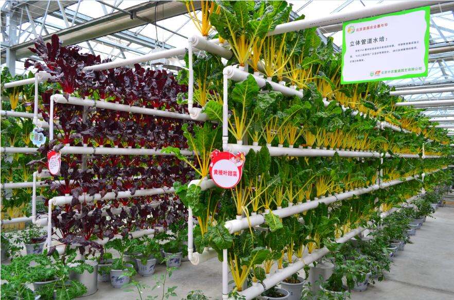 無土栽培水培.jpg 無土栽培水培.jpg