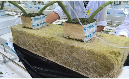 無(wú)土栽培基質(zhì)巖棉.jpg 無(wú)土栽培基質(zhì)巖棉.jpg