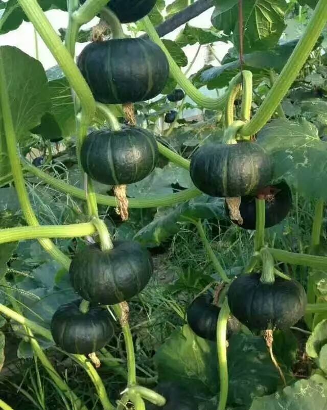 貝貝南瓜.jpg 貝貝南瓜.jpg