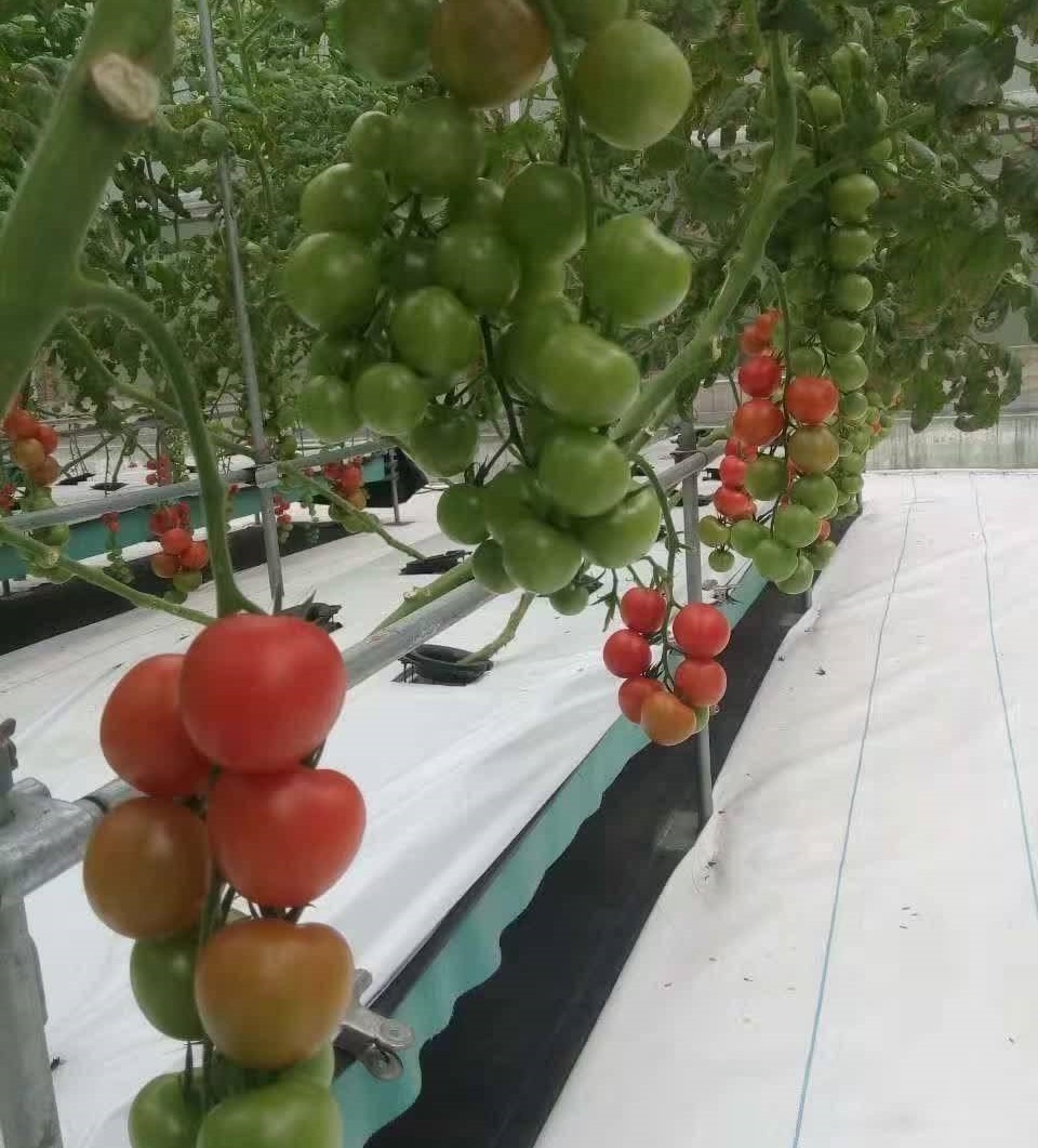 無土栽培串番茄.jpg 無土栽培串番茄.jpg