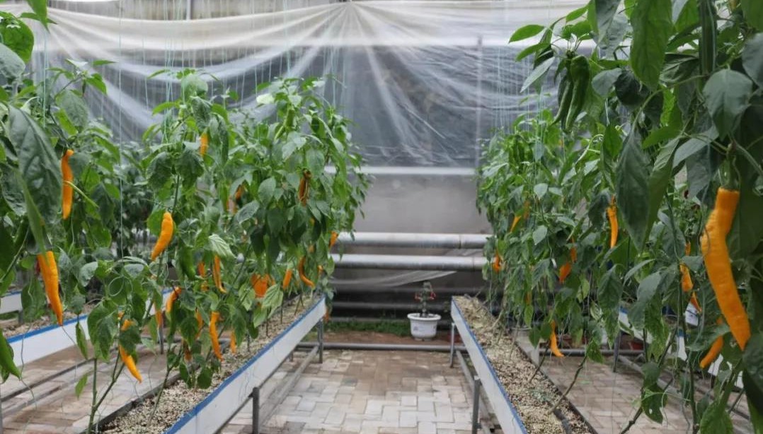 無土栽培基質(zhì)培.jpg 無土栽培基質(zhì)培.jpg