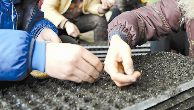 無土栽培播種.jpg 無土栽培播種.jpg