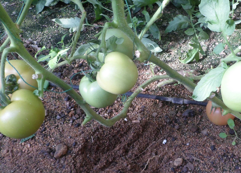 無土栽培沙培西紅柿.jpg 無土栽培沙培西紅柿.jpg