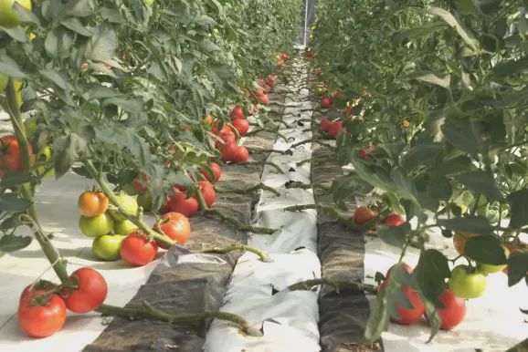 無土栽培椰糠西紅柿.jpg 無土栽培椰糠西紅柿.jpg