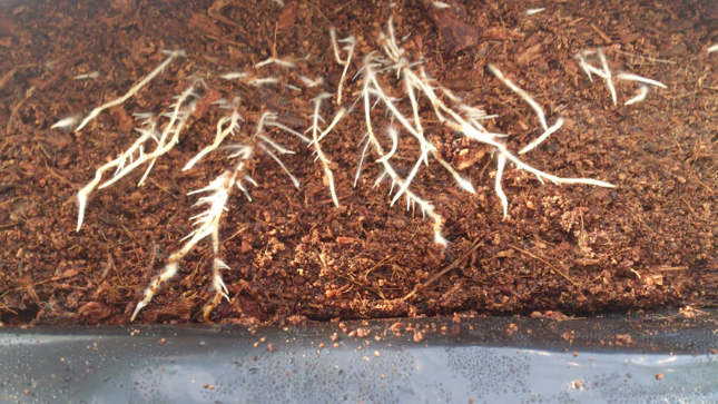 無土栽培基質(zhì)椰糠.png 無土栽培基質(zhì)椰糠.png