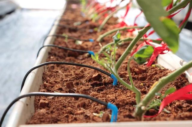 無土栽培基質(zhì)椰糠.jpg 無土栽培基質(zhì)椰糠.jpg