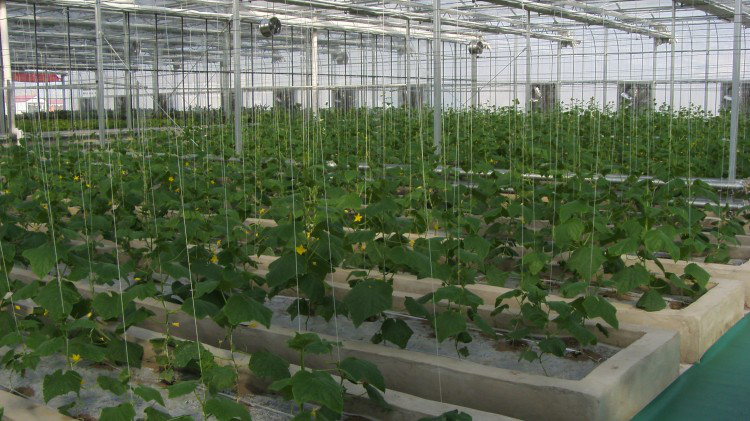 無(wú)土栽培--槽培.png 無(wú)土栽培--槽培.png