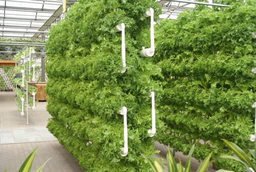 無(wú)土栽培立體管道栽培.png 無(wú)土栽培立體管道栽培.png