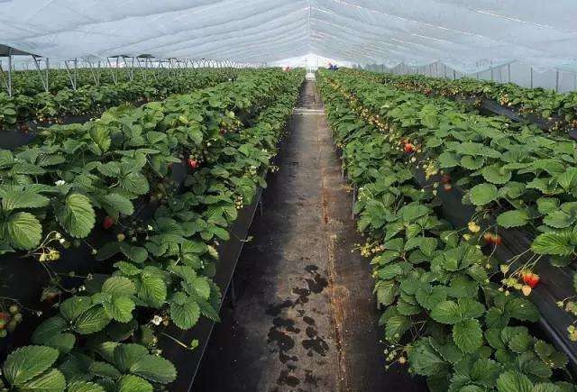無土栽培高架草莓.jpg