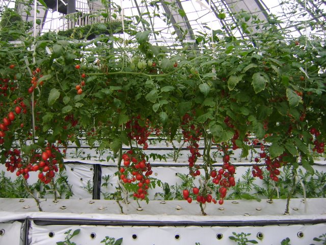 無(wú)土栽培水培西紅柿.JPG