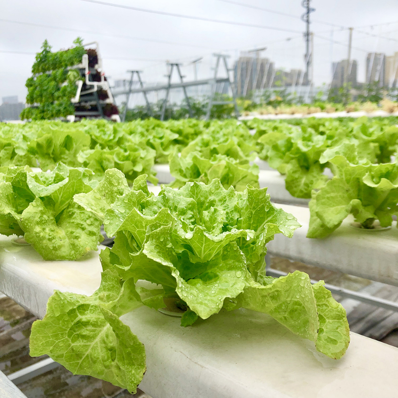 無土栽培水培生菜.jpg