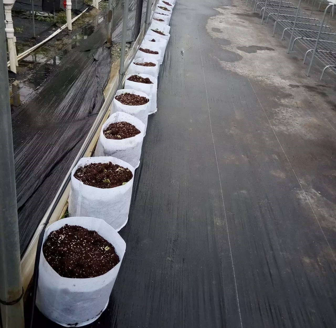 無土栽培無紡布(基質(zhì))袋.jpg 無土栽培無紡布(基質(zhì))袋.jpg