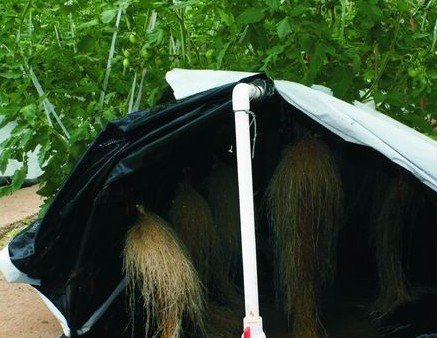 無土栽培拱棚式氣霧培.jpg 無土栽培拱棚式氣霧培.jpg