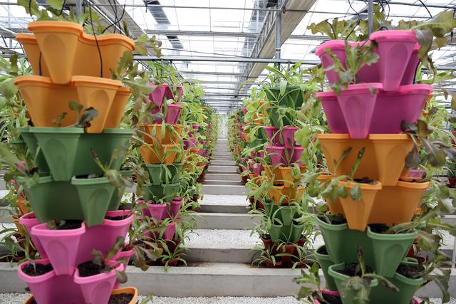 立柱式無土栽培.jpg 立柱式無土栽培.jpg