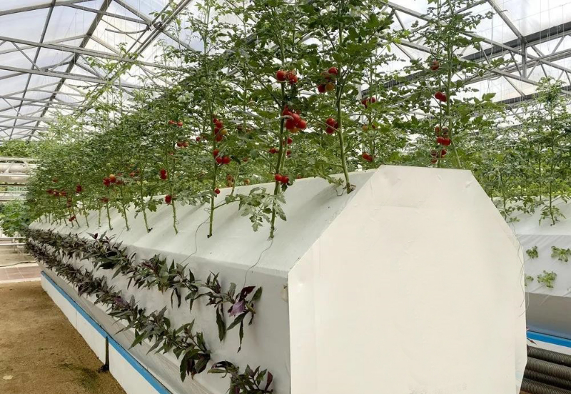 無土栽培霧培模式.jpg 無土栽培霧培模式.jpg