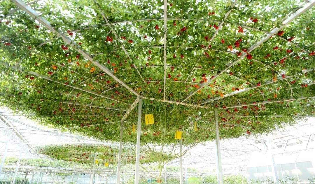 無土栽培西紅柿樹.jpg 無土栽培西紅柿樹.jpg