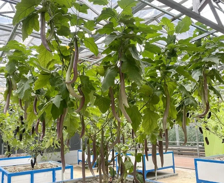 無土栽培茄子樹.jpg 無土栽培茄子樹.jpg