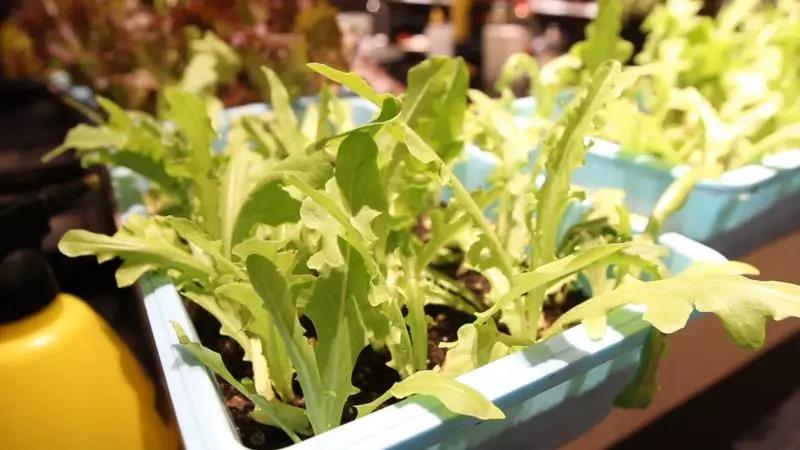 無(wú)土栽培盆栽葉菜.jpg 無(wú)土栽培盆栽葉菜.jpg