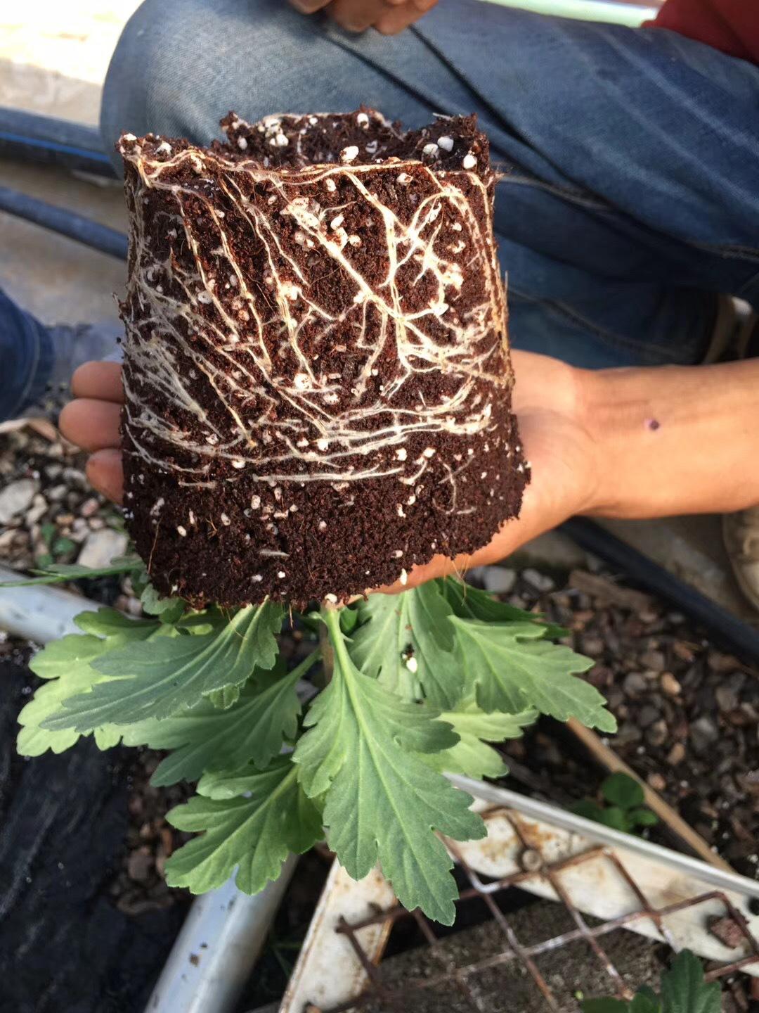 無土栽培基質(zhì)椰糠種植具有良好的透氣性以及非常好的保水和保肥性.jpg 無土栽培基質(zhì)椰糠種植具有良好的透氣性以及非常好的保水和保肥性.jpg