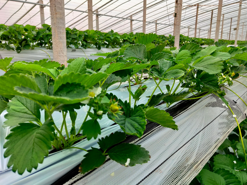 無土栽培草莓苗定植.jpg 無土栽培草莓苗定植.jpg