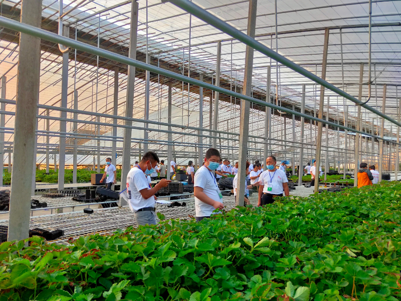 草莓苗.jpg 草莓苗.jpg