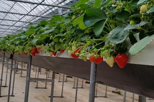 無土栽培H形架.jpg 無土栽培H形架.jpg