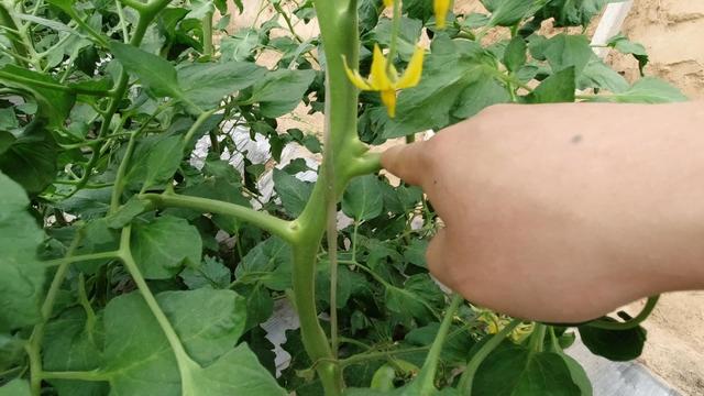 整枝.jpg 整枝.jpg