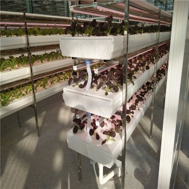 無土栽培深夜流栽培.jpg 無土栽培深夜流栽培.jpg