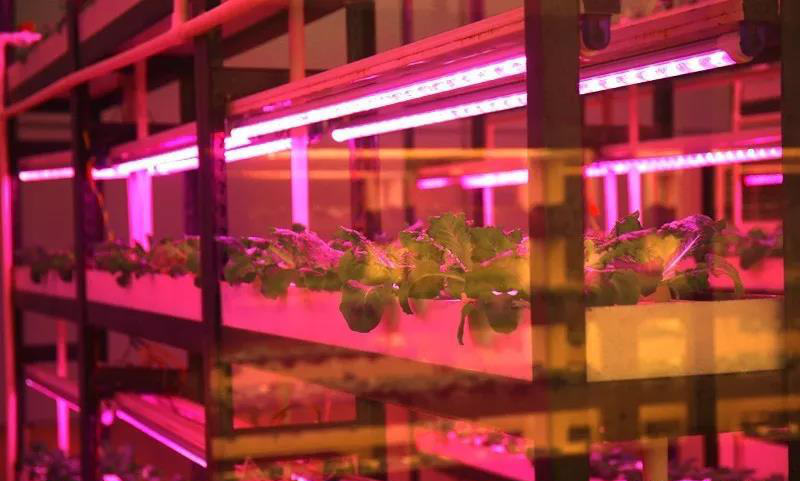 無土栽培--植物工廠.jpg 無土栽培--植物工廠.jpg