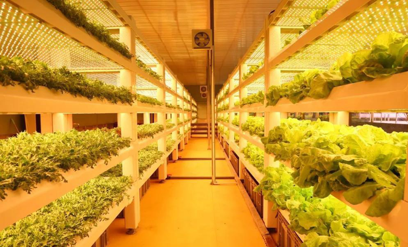 無土栽培--植物工廠.jpg 無土栽培--植物工廠.jpg