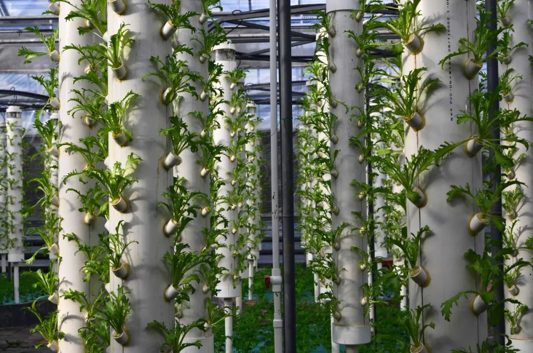 立體垂直無土栽培 1.jpg 立體垂直無土栽培 1.jpg