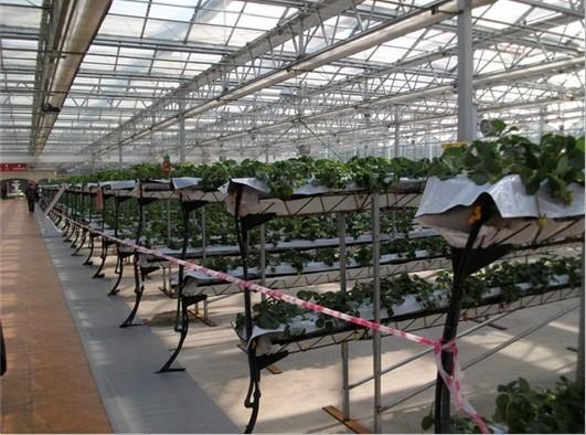 無土栽培--高架草莓.jpg 無土栽培--高架草莓.jpg