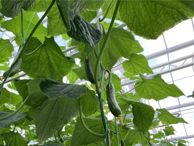 無土栽培黃瓜.jpg 無土栽培黃瓜.jpg