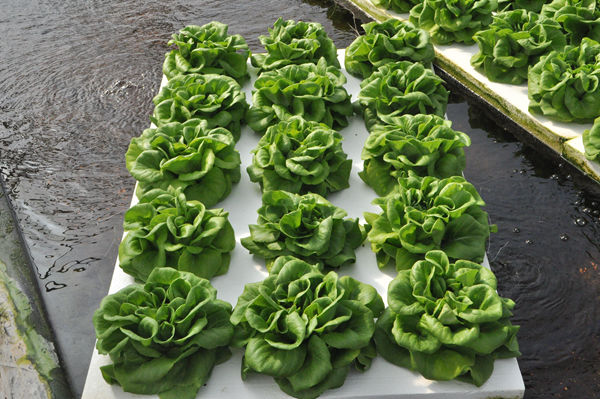 無土栽培生菜.jpg 無土栽培生菜.jpg