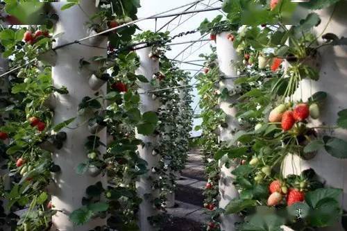 管道吊柱式無土栽培.jpg 管道吊柱式無土栽培.jpg