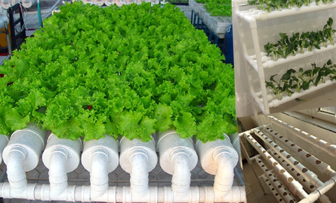 無(wú)土栽培管道水培生菜.jpg 無(wú)土栽培管道水培生菜.jpg